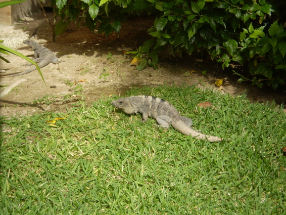 /exotika/!Mexiko/!Cancun-foto/Mexiko-10.JPG