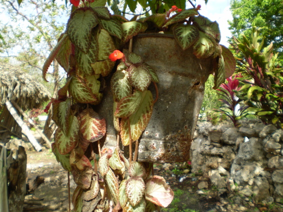 /exotika/!Mexiko/!Cancun-foto/Mexiko-37.JPG