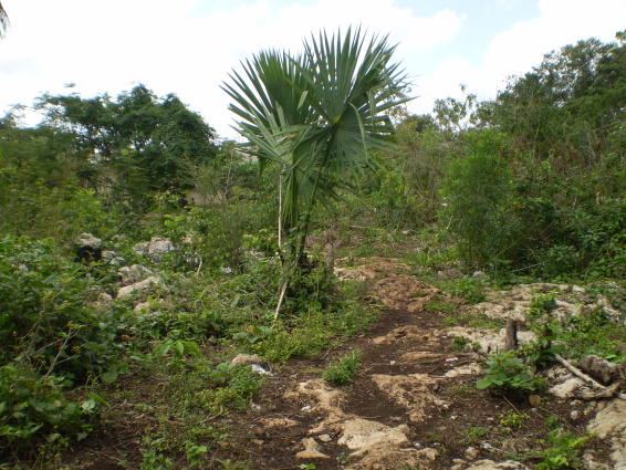 /exotika/!Mexiko/!Cancun-foto/Mexiko-65.JPG